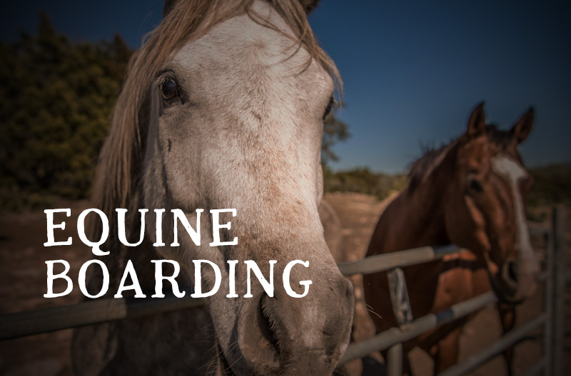 Equine Boarding Texas