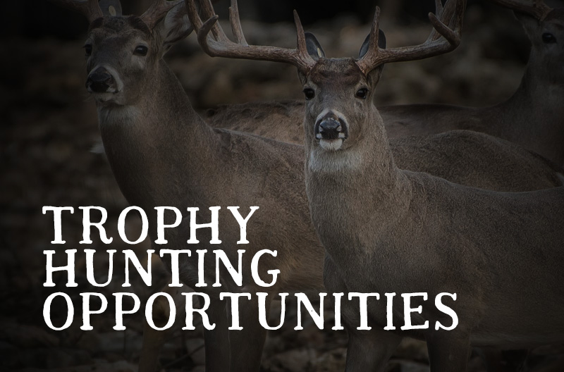 Hunting Opportunities Texas